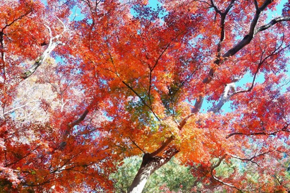 Buah Cinta yang Gugur, Tumbuh Jadi Taman