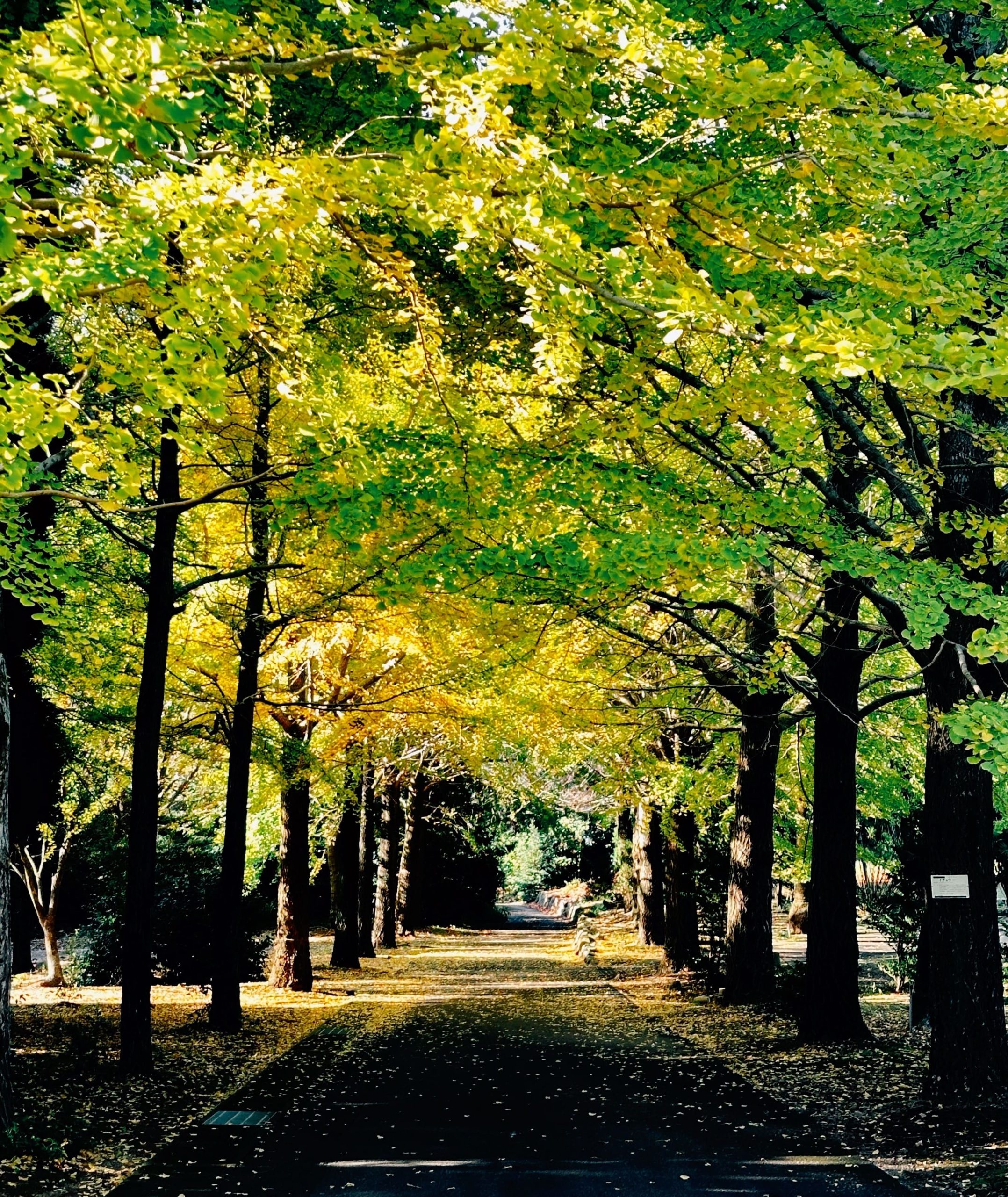 🌫️ Nobody Has to Like U